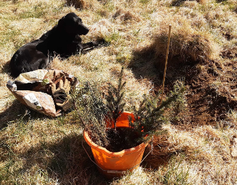 Tree-planting in process: a bucket of spruces beside a hole full of compost.